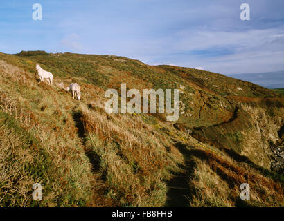 Ponies grazing coastal heathland at Clegir Mawr, Porth Swtan beside Anglesey Coastal Path as part of management scheme. Stock Photo