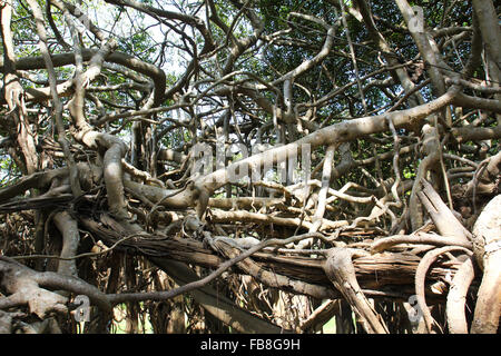 Banyan tree roots Stock Photo
