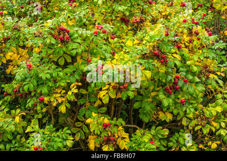 Japanese Rose in autumn. Common in gardens and established in the wild. Hips loved by birds Stock Photo