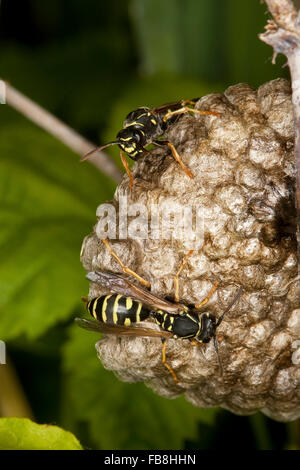 Polistine wasp, wasps' nest, vespiary, Heide-Feldwespe, Heidefeldwespe, Feldwespe, Nest, Wespennest, Polistes nimpha Stock Photo