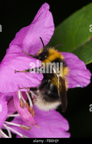 Heath bumble-bee, Heath Bumblebee, Heidehummel, Heide-Hummel, Sandhummel, Bombus jonellus, Pyrobombus jonellus martes Stock Photo