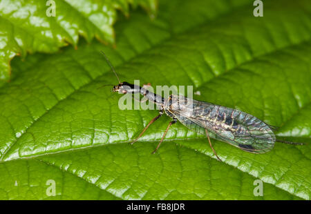 Snakefly, female, Kamelhalsfliege, Schlangenköpfige Kamelhalsfliege, Otternköpfchen, Weibchen mit Legebohrer, Raphidia ophiopsis Stock Photo