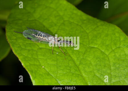 Snakefly, female, Kamelhalsfliege, Schlangenköpfige Kamelhalsfliege, Otternköpfchen, Weibchen mit Legebohrer, Raphidia ophiopsis Stock Photo