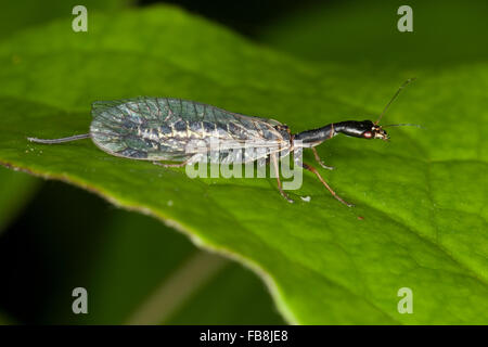 Snakefly, female, Kamelhalsfliege, Schlangenköpfige Kamelhalsfliege, Otternköpfchen, Weibchen mit Legebohrer, Raphidia ophiopsis Stock Photo