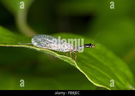 Snakefly, female, Kamelhalsfliege, Schlangenköpfige Kamelhalsfliege, Otternköpfchen, Weibchen mit Legebohrer, Raphidia ophiopsis Stock Photo