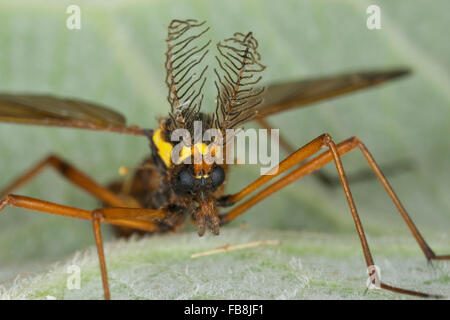 Crane Fly, Cranefly, male, Bunte Kammschnake, Männchen mit kammartigen Fühlern, Ctenophora ornata, Cnemoncosis ornata Stock Photo