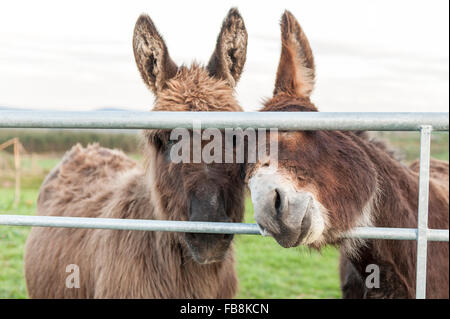 Two donkeys look through a gate in a field near Ballydehob, West Cork, Ireland. Stock Photo