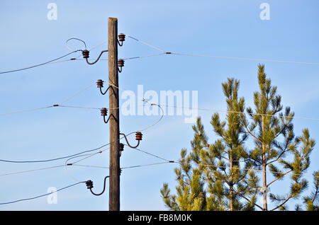 Old wooden electric pole with three phases and pine tree Stock Photo