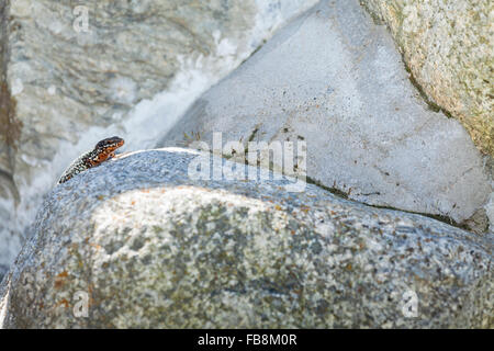Common wall lizard (Lacerta muralis, Podarcis muralis) on the stone in Pyrenees Stock Photo