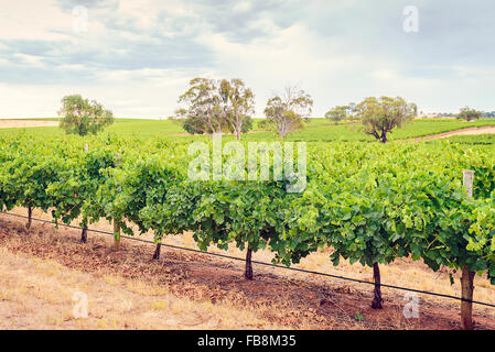 Barossa Valley wineries during a summer day in South Australia. Toning and cross-processing applied Stock Photo