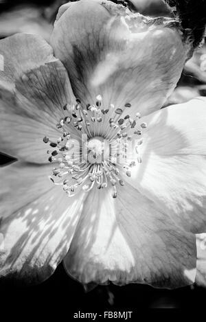 A nice pink briar rose under the warm spring sun Stock Photo