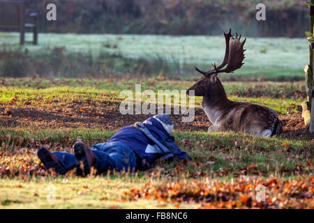 Photographer and Nonchalant Fallow Deer Stag (Dama dama) England UK Stock Photo