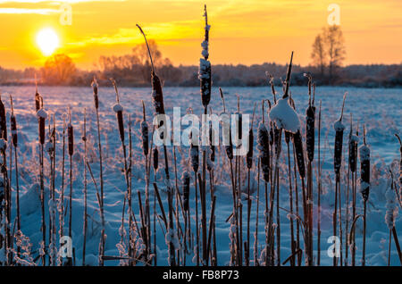 cattails at winter sunrise in frosty morning Stock Photo