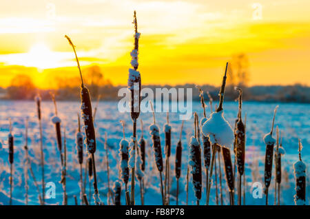 cattails at winter sunrise in frosty morning Stock Photo