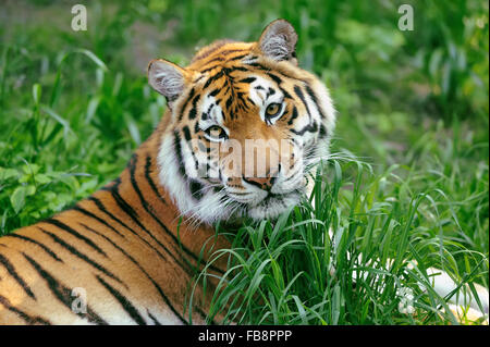 Amur Tigers on a grass in summer day Stock Photo