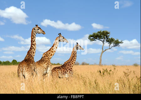 Group giraffe in National park of Kenya, Africa Stock Photo