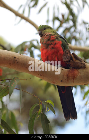 Juvenile Australian King Parrot (Alisterus scapularis) sitting on a branch in Kennett River at the Great Ocean Road, Victoria, A Stock Photo