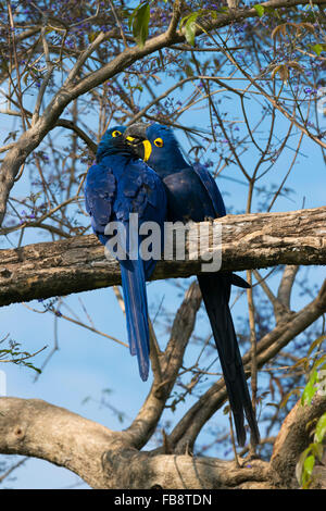 Couple of Hyacinth Macaws (Anodorhynchus hyacinthinus) in a tree, Pantanal, Mato Grosso, Brazil Stock Photo