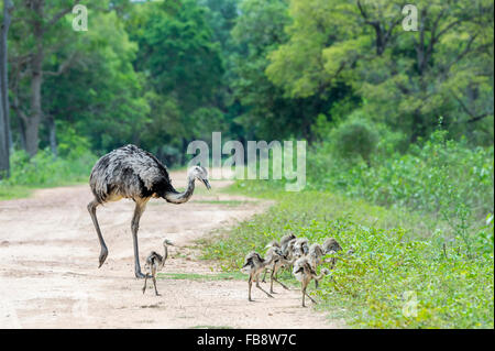 Greater Rhea (Rhea Americana) crossing a path with chicks, Pantanal, Mato Grosso, Brazil Stock Photo