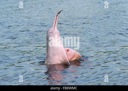 Hunting Amazon River Dolphin or Pink Amazon Dolphin (Inia geoffrensis), Rio Negro, Manaus, Amazon State, Brazil