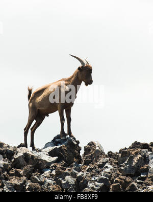 Feral Goats in Hawaii Stock Photo