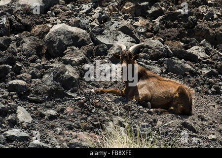 Feral Goats in Hawaii Stock Photo