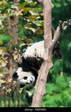 Two years aged young Giant Panda (Ailuropoda melanoleuca) climbing on a tree, China Conservation and Research Centre for the Gia Stock Photo