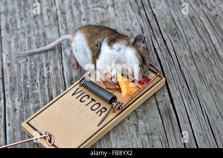Long tailed field mouse caught in trap. Stock Photo