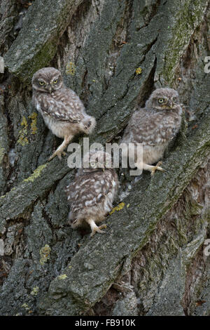 Fledglings of Little Owl / Minervas Owl  ( Athene noctua ) sits together in the bark of a tree with its yellow eyes wide open, wildlife, Europe. Stock Photo