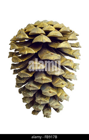 Christmas Golden Pine Cone decoration isolated on white background Stock Photo