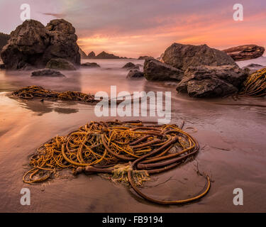 Kelp on the beach at sunrise; Lone Ranch Beach, Samuel H. Boardman State Scenic Corridor, southern Oregon Coast. Stock Photo