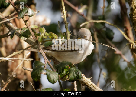 Male Common Whitethroat (Sylvia communis) perched in a thorn bush with nest building material. Stock Photo