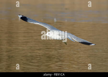 Common Gull (Larus canus) flying low over wetland habitat. Stock Photo