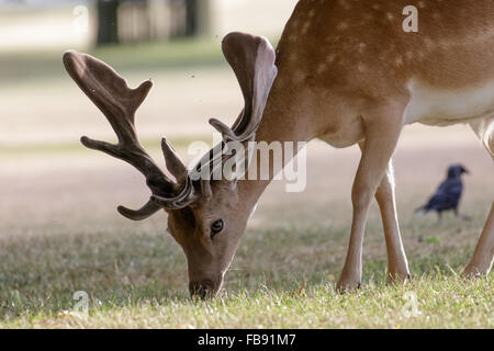 Fallow Deer (Dama dama) in velvet antlers, grazing on the short grass. Stock Photo
