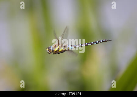 Profile of a male Migrant Hawker (Aeshna mixta) in flight or flying Stock Photo