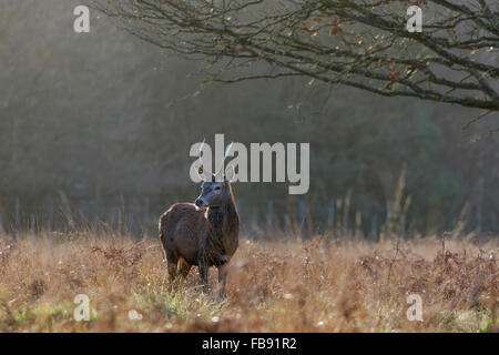 Young male Red Deer (Cervus elaphus) in winter. Stock Photo