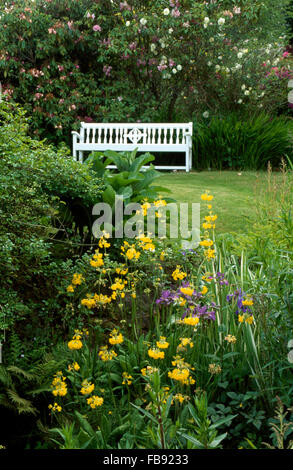 Yellow Candelabra Primroses and blue irises in garden border beside lawn with white painted wooden seat Stock Photo