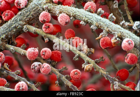 Close-up of the frosted red berries of Cotoneaster Horizontalis Stock Photo