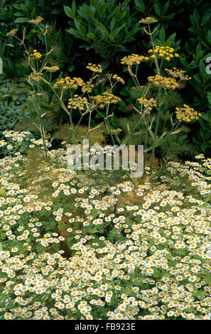 Close-up of feverfew and fennel growing in a herb border Stock Photo