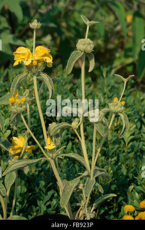 Close-up of yellow Phlomis Fruticosa Stock Photo
