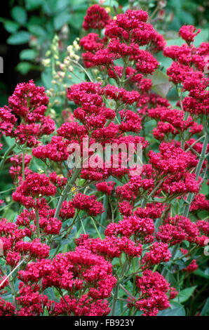 Close-up of red Valerian Stock Photo