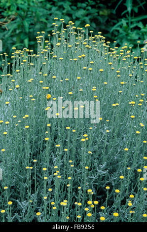 Close-up of Helichrysum 'Italicum' Stock Photo