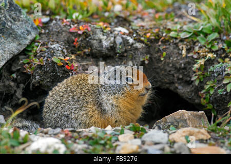 Columbian ground squirrel (Urocitellus columbianus / Spermophilus columbianus) in front of burrow, native to Canada and USA Stock Photo