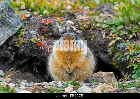Columbian ground squirrel (Urocitellus columbianus / Spermophilus columbianus) in front of burrow, native to Canada and USA Stock Photo