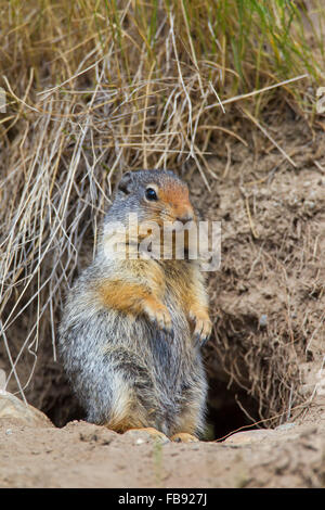 Columbian ground squirrel (Urocitellus columbianus / Spermophilus columbianus), standing upright in front of burrow entrance Stock Photo