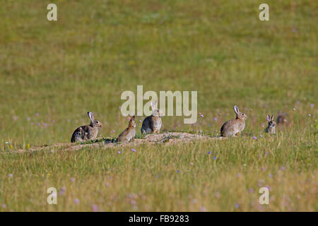 European rabbits / common rabbit (Oryctolagus cuniculus) group with juveniles sitting in front of burrow entrance in meadow Stock Photo