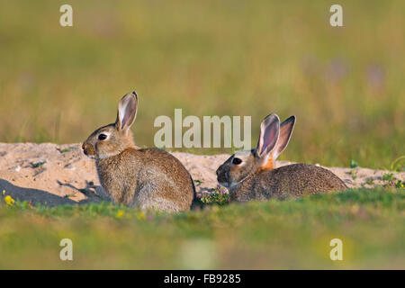 European rabbits / common rabbit (Oryctolagus cuniculus) adult with young sitting in front of burrow / warren entrance in meadow Stock Photo