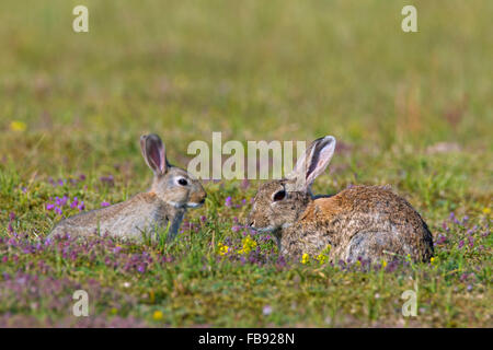 European rabbits / common rabbit (Oryctolagus cuniculus) adult with juvenile in meadow Stock Photo