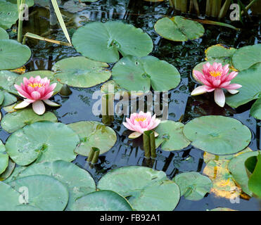 Close-up of pink waterlilies on a pond Stock Photo