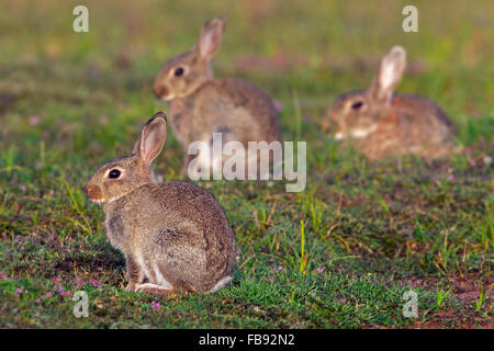 Young European rabbits / common rabbit (Oryctolagus cuniculus) in meadow in summer Stock Photo